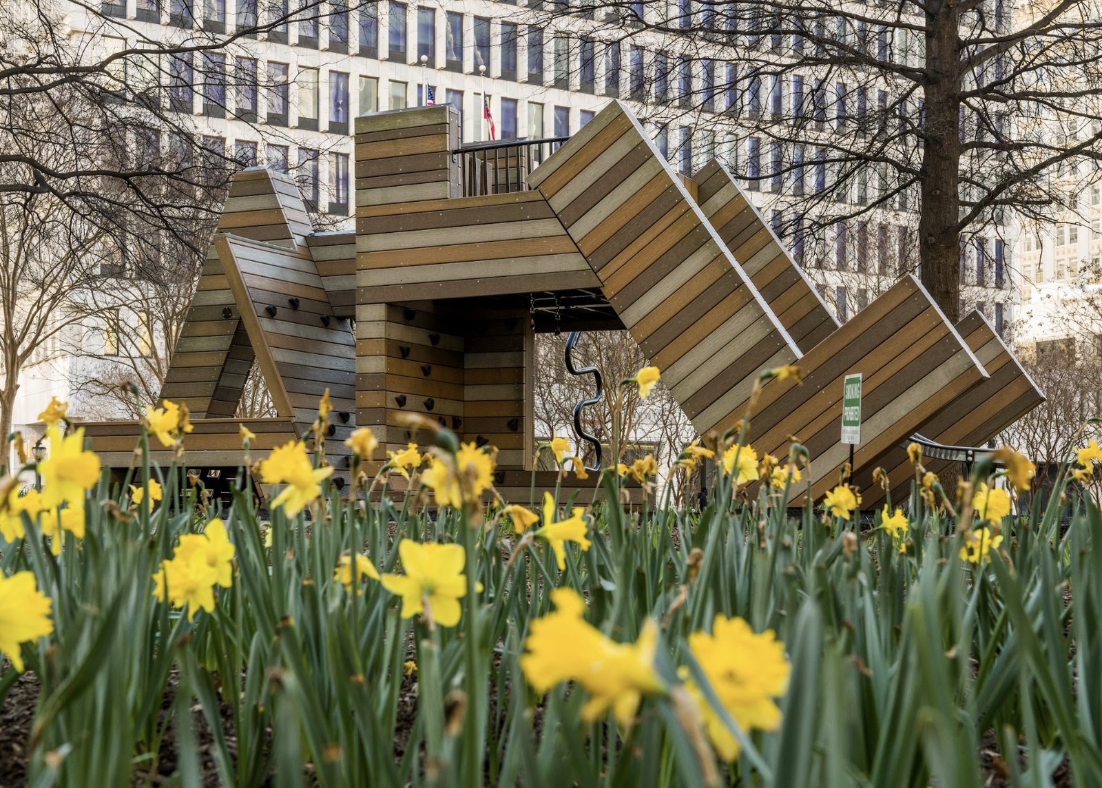 Daffodils planted in Woodruff Park in Downtown Atlanta