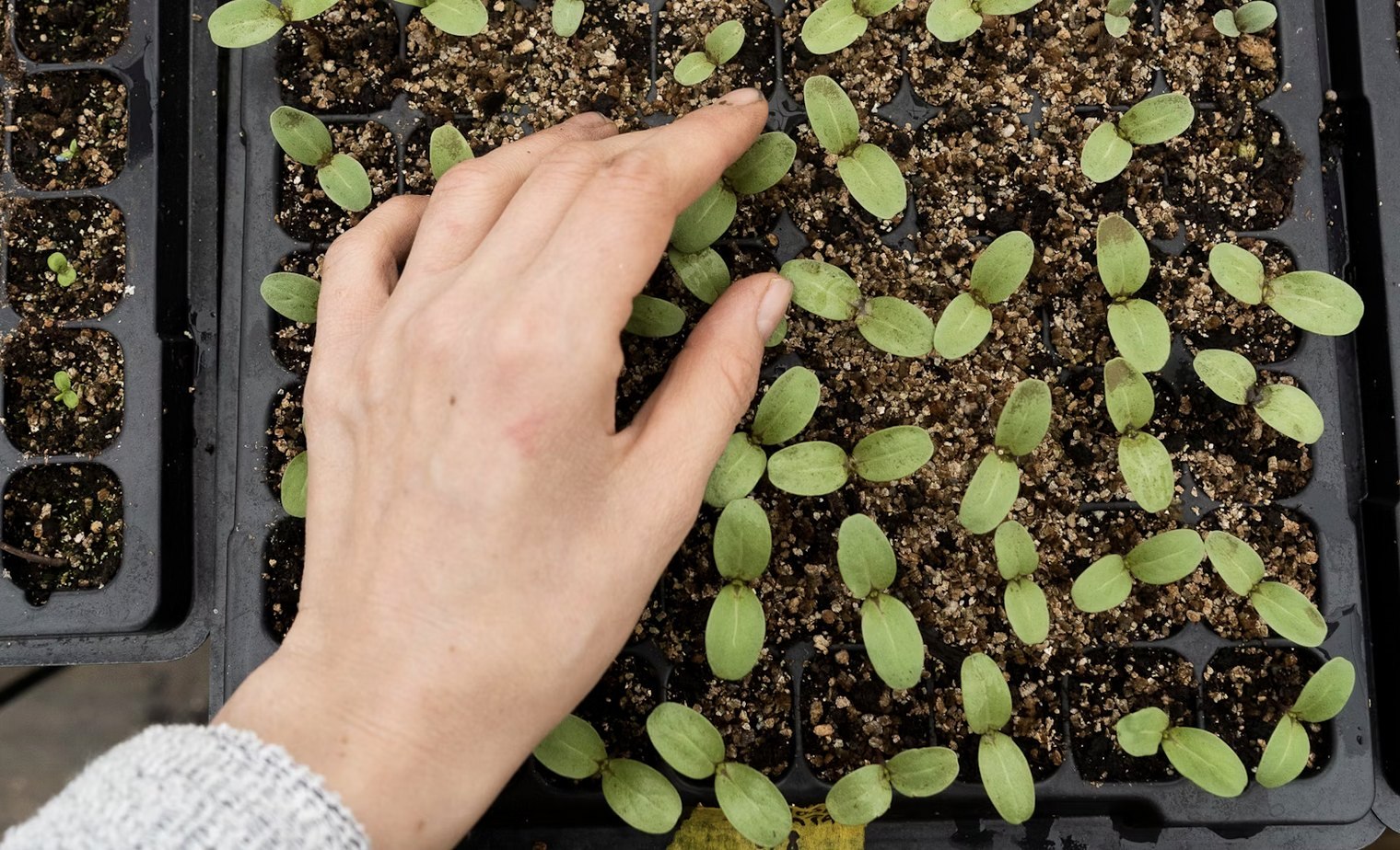A hand reaching over trays of young green seedlings sprouting in potting soil