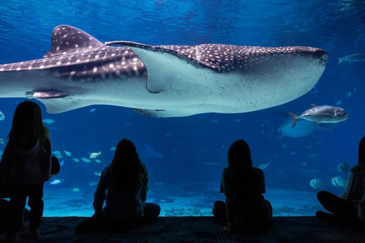Visitors silhouetted against the Georgia Aquarium's main viewing window as a whale shark swims past
