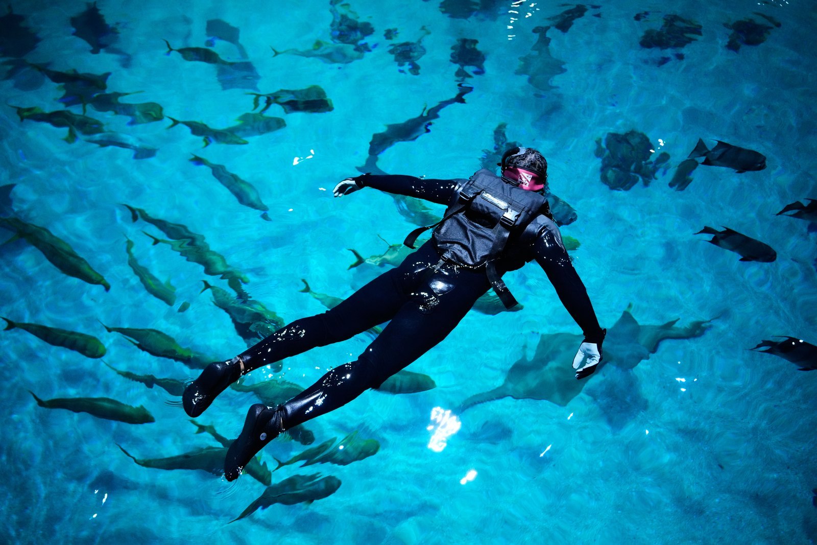 A veteran in a wetsuit and snorkel mask floats face-down in the blue water of a Georgia Aquarium exhibit, surrounded by schools of fish and a ray.