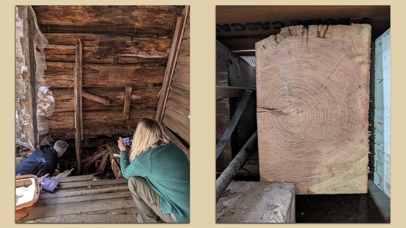 A researcher photographs exposed log walls inside a historic building, beside a close-up of tree rings on the end of an old timber beam