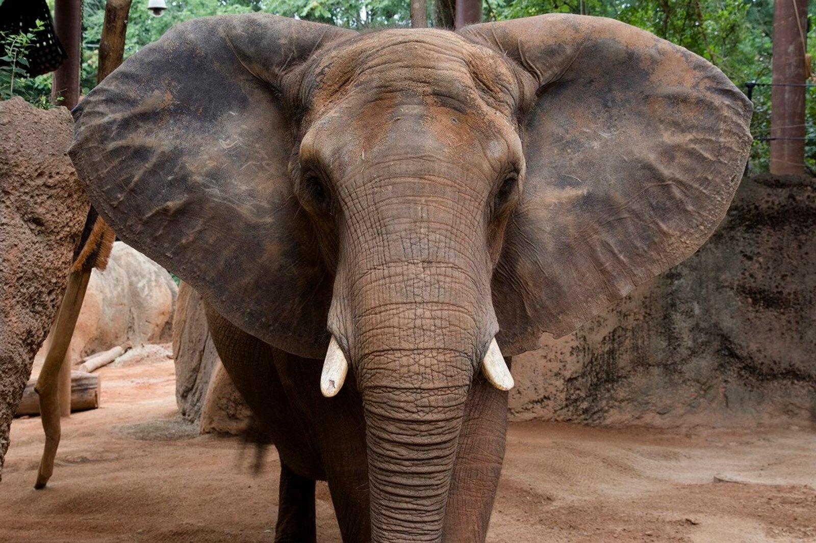 An African elephant faces the camera with ears spread wide in its habitat at Zoo Atlanta, where Keeper for a Day participants work alongside the Elephant Care Team.