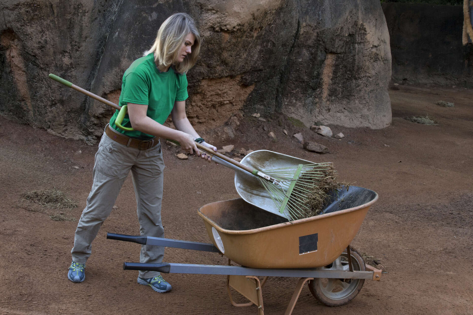 A Keeper for a Day participant in a green Zoo Atlanta shirt rakes hay and debris into a wheelbarrow while cleaning the elephant habitat yard