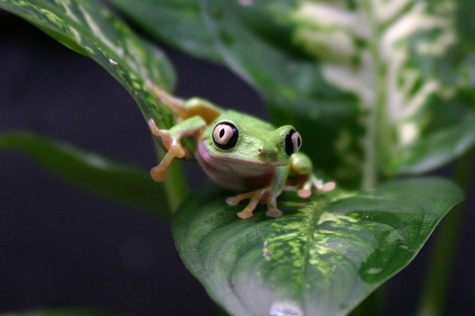 Green tree frog with large black-rimmed eyes perched on a variegated leaf at Zoo Atlanta